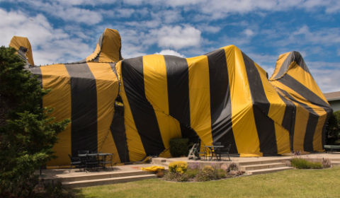 Termite Control Services