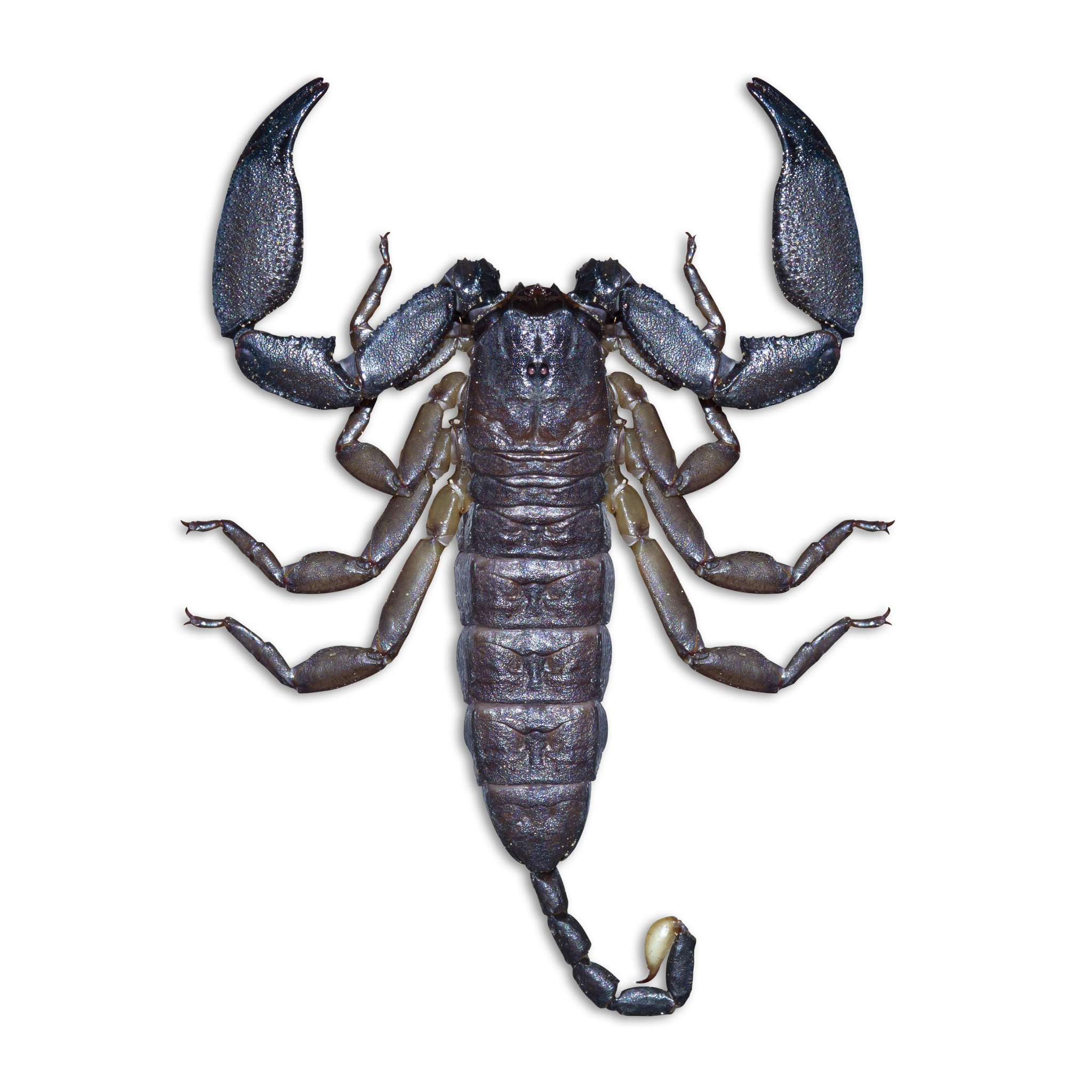 The Plentiful Pests of Summers