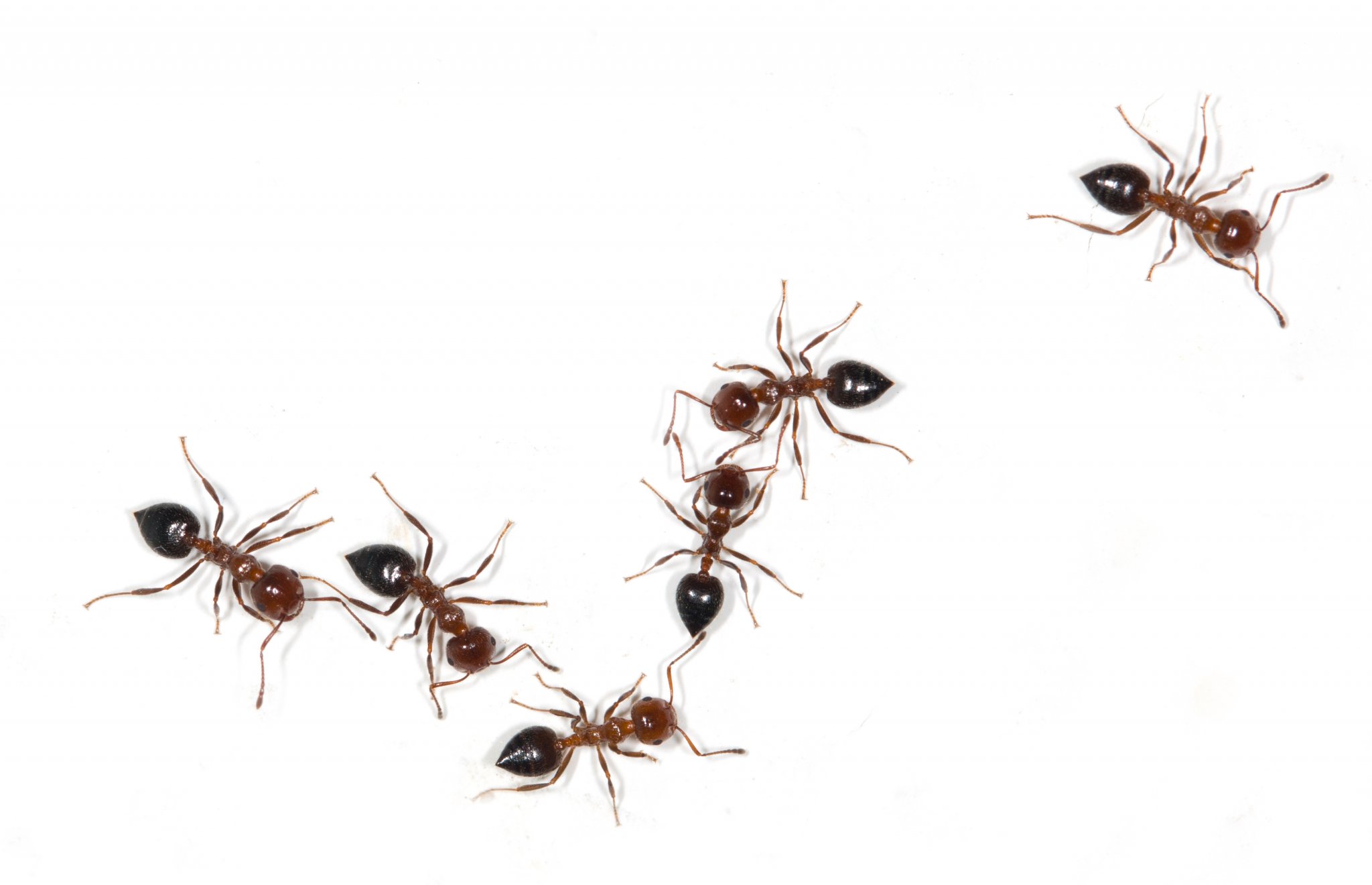 The Plentiful Pest of Summer