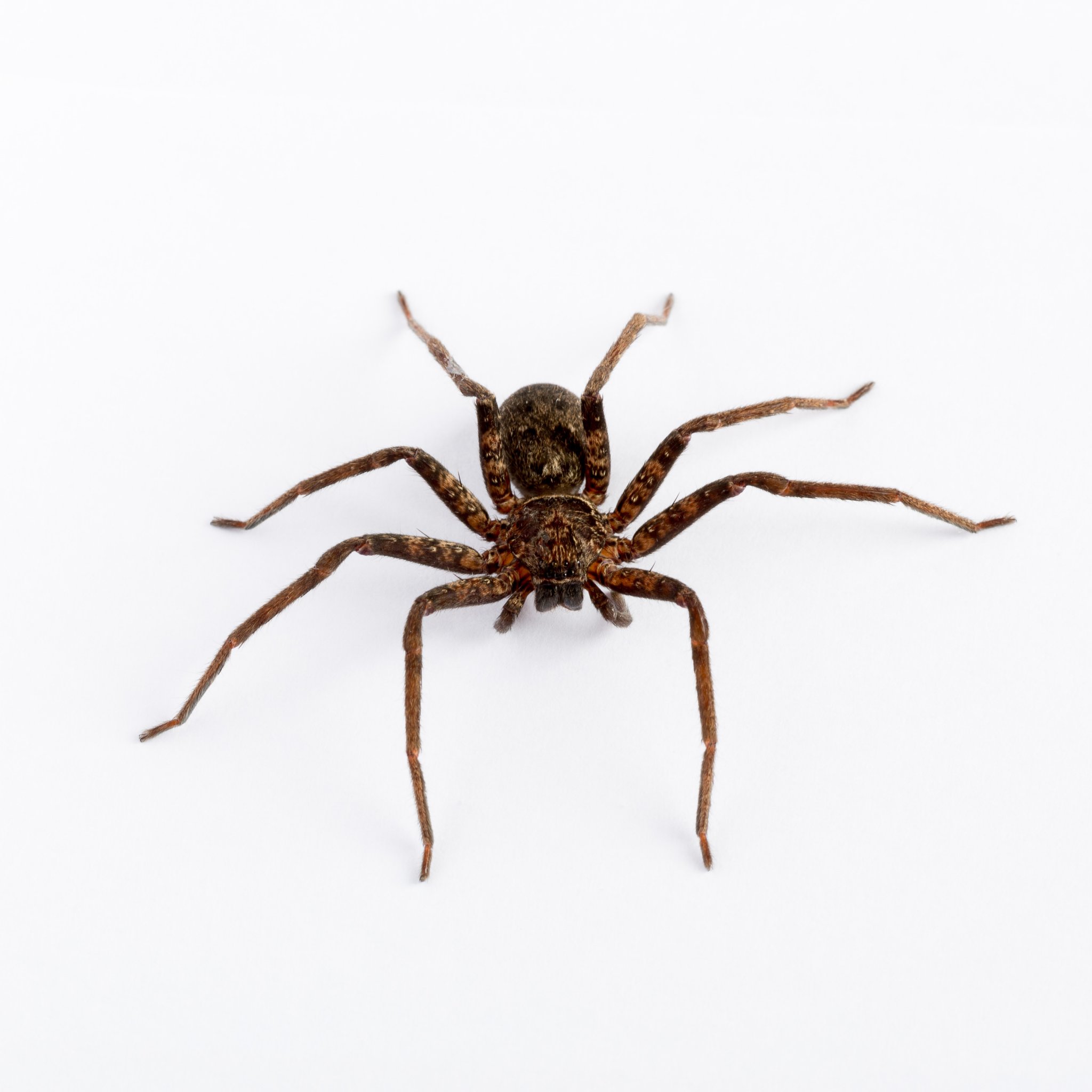 Spider Questions