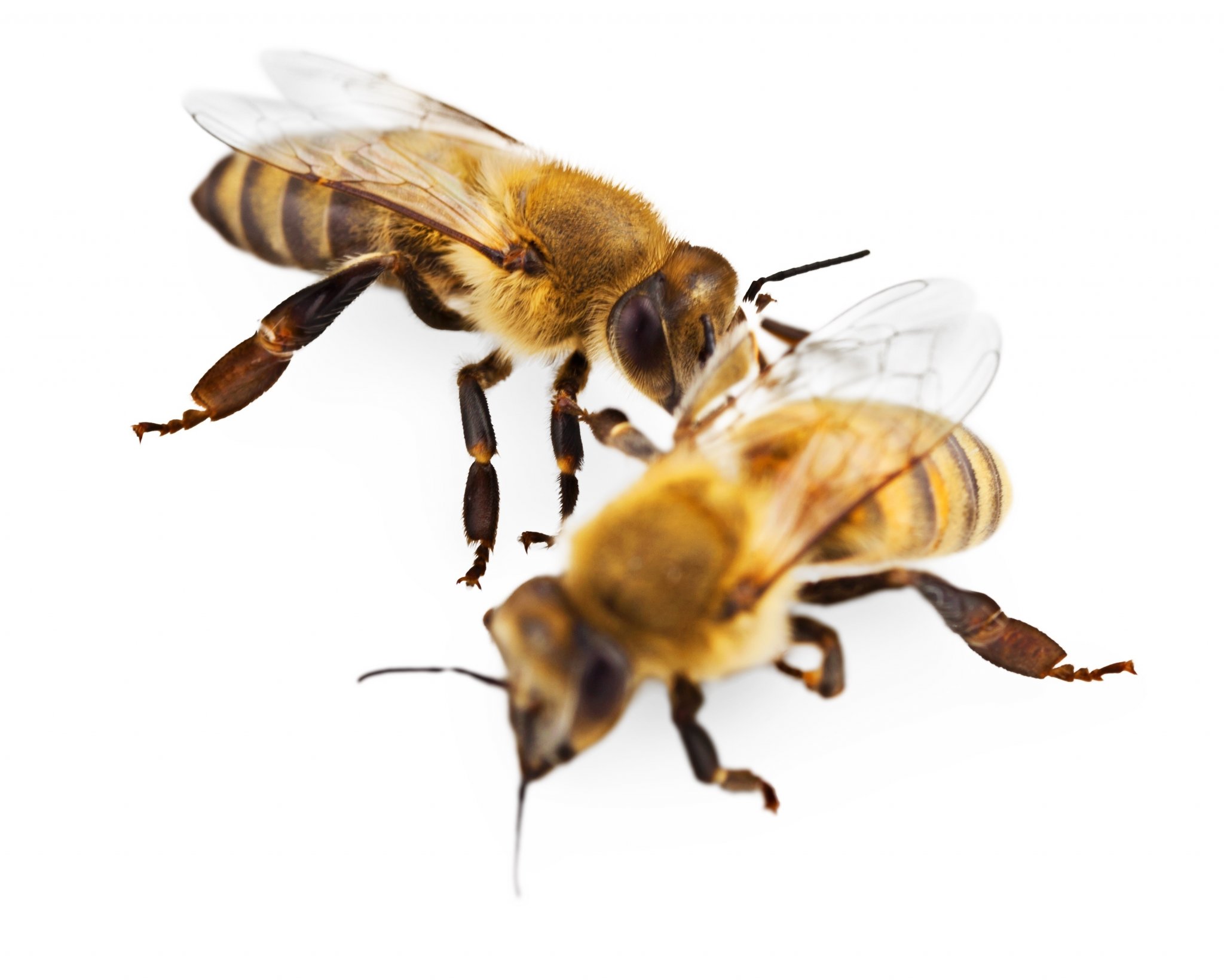 Summer Stinging Pests